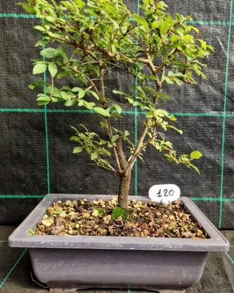 Bonsai di Prugnolo Selvatico (Prunus Spinosa) 120