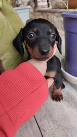 Cucciola di bassotto nano