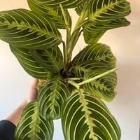Kokedama maranta lemon lime