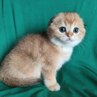 Cuccioli Scottish fold e straight pedigree ENFI