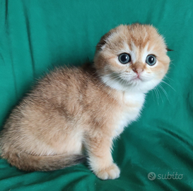 Cuccioli Scottish fold e straight pedigree ENFI