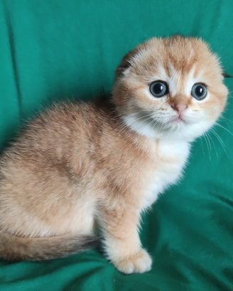 Cuccioli Scottish fold e straight pedigree ENFI