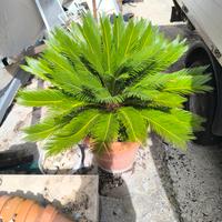 Cycas con vaso di coccio  x cessata attività 