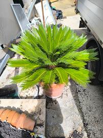 Cycas con vaso di coccio  x cessata attività 