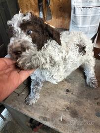 Cucciolo Lagotto romagnolo