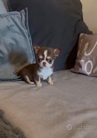 Chihuahua maschio con pedigree