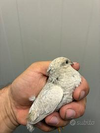 Quaglie cinesi pure