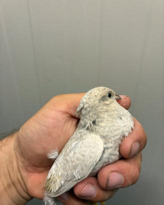 Quaglie cinesi pure