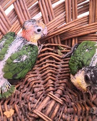 Pappagalli Caicco DA IMBECCO