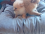 Immagine 4
