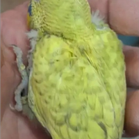 Cocoriti allevati a mano e selvaggi