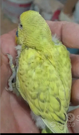 Cocoriti allevati a mano e selvaggi