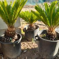 cycas o cicas