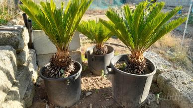 cycas o cicas