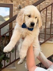 Golden Retriever Americano