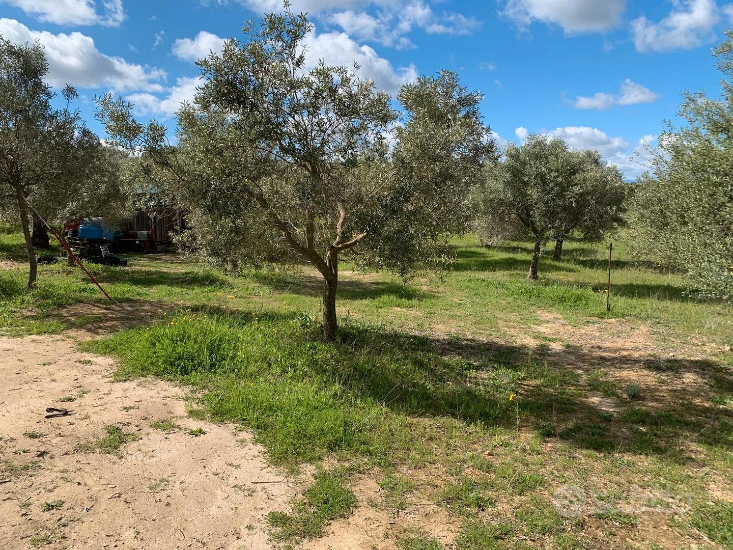 Terreno agricolo - Vista 4