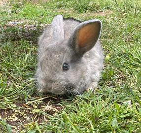 Coniglio nano