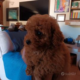 Barboncini toy con pedigree