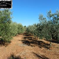 TERRENO FRONTE STRADA 5000mq - POSSIBILITA' EDIF