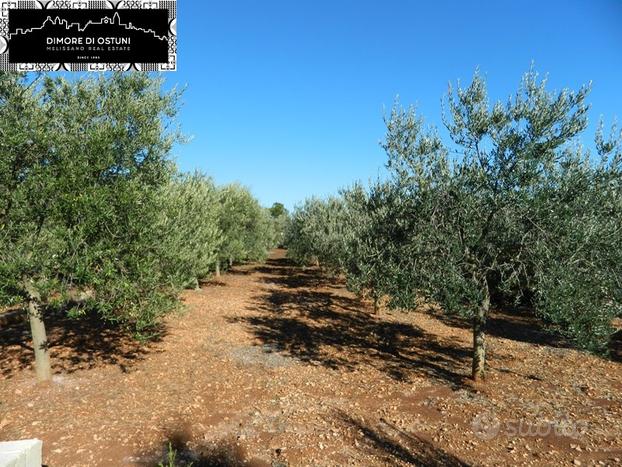 TERRENO FRONTE STRADA 5000mq - POSSIBILITA' EDIF