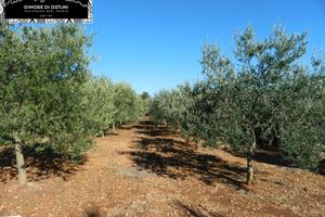 TERRENO FRONTE STRADA 5000mq - POSSIBILITA' EDIF