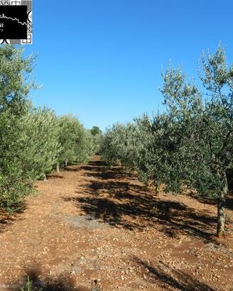 TERRENO FRONTE STRADA 5000mq - POSSIBILITA' EDIF