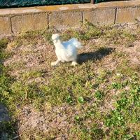 Galline Moroseta