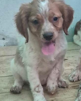 cani da caccia