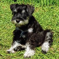 Schnauzer nano nero e argento