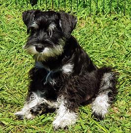 Schnauzer nano nero e argento