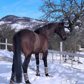 Cavallo da dressage