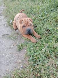 Sharpei