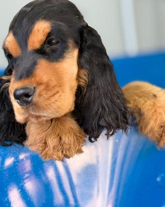 Cocker Spaniel inglese