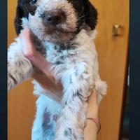 Cuccioli di Lagotto romagnolo