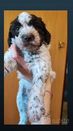 Cuccioli di Lagotto romagnolo