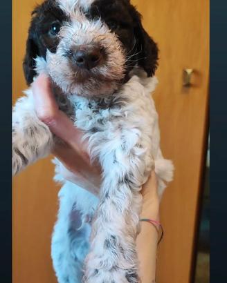 Cuccioli di Lagotto romagnolo