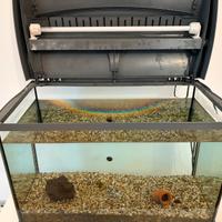 Acquario Tetra 60 litri