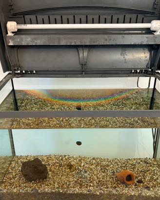 Acquario Tetra 60 litri