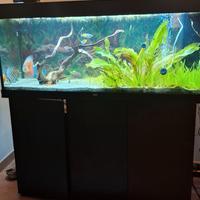 Acquario 240 lt con refrigeratore e filtro esterno