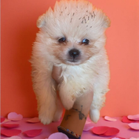 Spitz Pomerania pedigree ENCI