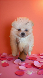 Spitz Pomerania pedigree ENCI