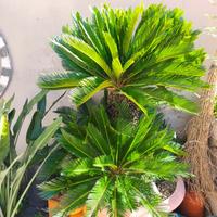 varie tipologie di piante di cycas