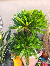 varie tipologie di piante di cycas