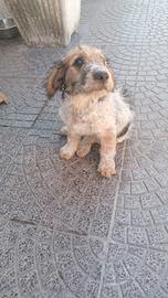 Lagotto meticcio di tre mesi