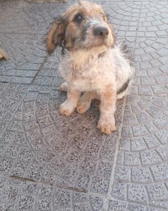 Lagotto meticcio di tre mesi