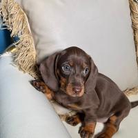 Bassotti Nani e Kaninchen