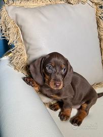 Bassotti Nani e Kaninchen