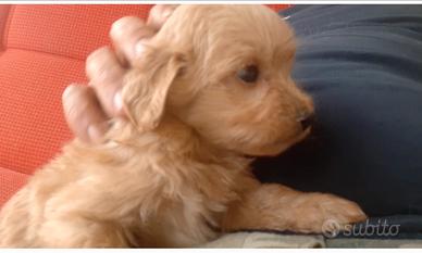 Maltipoo toy red