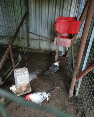 Galline ornamentali