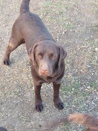 cucciolona di labrador e 